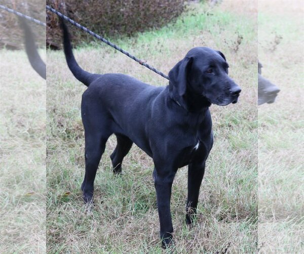 Medium Photo #2 Great Dane-Unknown Mix Puppy For Sale in Bandera, TX, USA