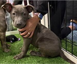 Sumira - Female Labrador Retriever-Unknown Mix Dog for Adoption - Photo #2