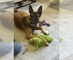 Rambo located in Washington - Male Mutt Dog for Adoption - Photo #2
