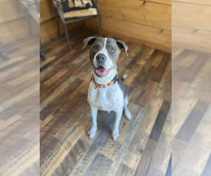 American Pit Bull Terrier Dogs for adoption in Benton, PA, USA