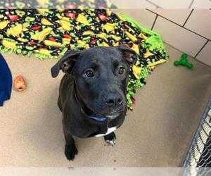 Mutt Dogs for adoption in Fort Wayne, IN, USA