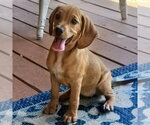 Small Beagle Mix