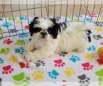Small Photo #1 Shih Tzu Puppy For Sale in ORO VALLEY, AZ, USA