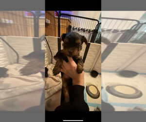 Yorkshire Terrier Puppy for sale in TROY, MI, USA
