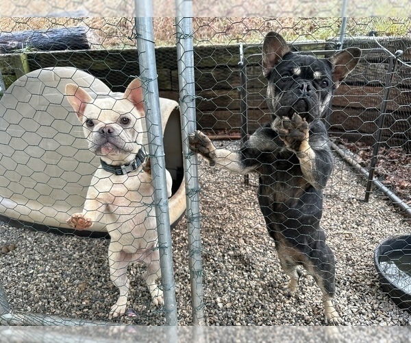 Medium Photo #4 French Bulldog Puppy For Sale in TRAVELERS REST, SC, USA