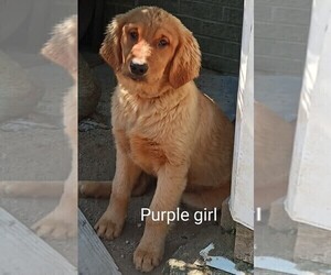 Golden Retriever Puppy for Sale in WAKE FOREST, North Carolina USA