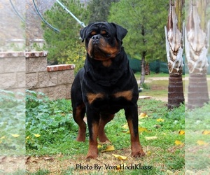 Father of the Rottweiler puppies born on 05/20/2020