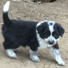 English Shepherd-Maremma Sheepdog Mix Puppy for sale in LOWELLVILLE, OH, USA