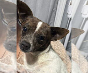 Chihuahua-Unknown Mix Dogs for adoption in Grafton, WI, USA