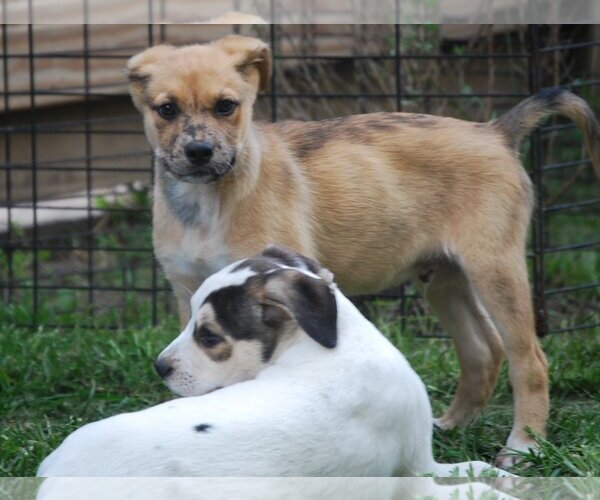 Medium Photo #19 Catahoula Leopard Dog-Unknown Mix Puppy For Sale in Spring, TX, USA