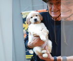 Small #3 Golden Retriever