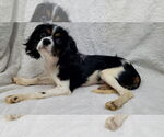 Small #6 Cavalier King Charles Spaniel
