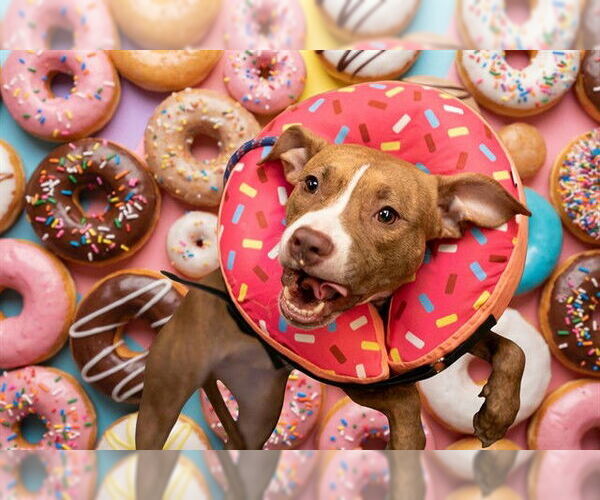 Medium Photo #2 Mutt Puppy For Sale in Belleville, IL, USA