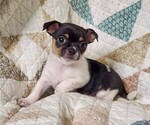 Puppy Arlo Chihuahua