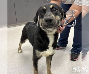 Mutt Dogs for adoption in Washington, DC, USA