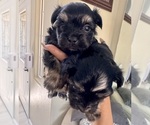 Small #9 Morkie