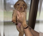 Small Photo #4 Labrador Retriever Puppy For Sale in ELIZABETH, WV, USA