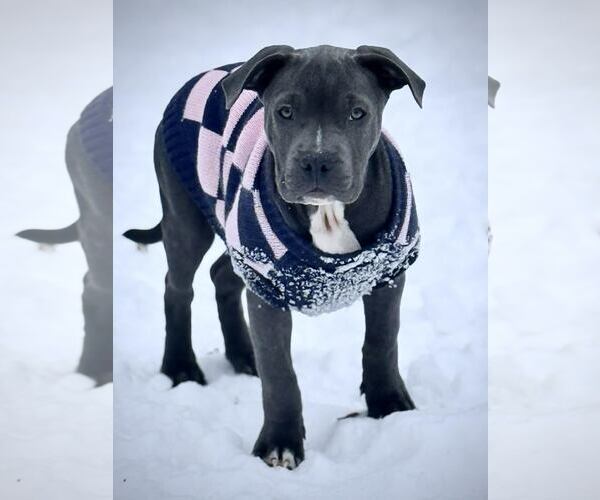 Medium Photo #2 Mutt Puppy For Sale in Princeton, MN, USA