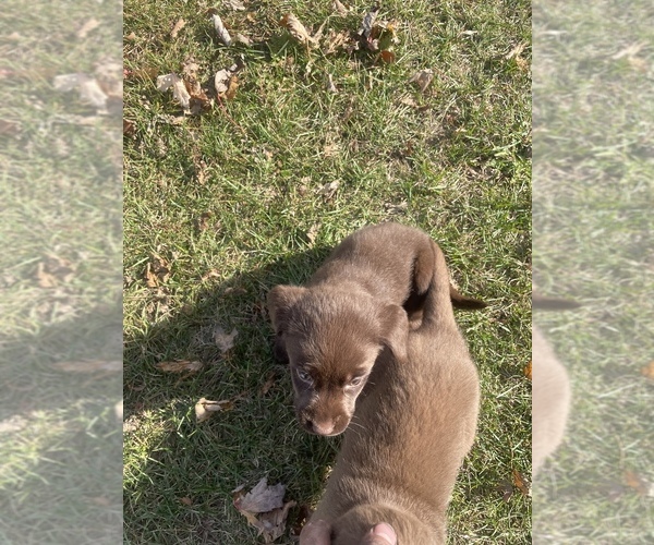 Medium Photo #3 Labrador Retriever Puppy For Sale in STURGIS, MI, USA