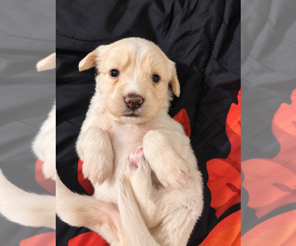 Medium Photo #4 Alaskan Husky-Cock-A-Poo Mix Puppy For Sale in YONKERS, NY, USA