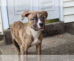 Small #1 American Pit Bull Terrier-American Staffordshire Terrier Mix