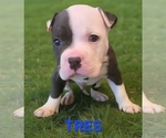 Small #7 American Bully