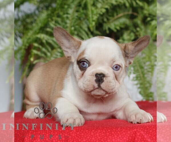 Medium Photo #2 French Bulldog Puppy For Sale in RONKS, PA, USA