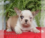 Small #1 French Bulldog
