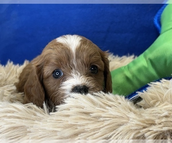 Full screen Photo #3 Cavapoo Puppy For Sale in DUNDEE, OH, USA