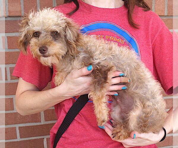 Medium Photo #3 Poodle (Toy) Puppy For Sale in Carrollton, TX, USA