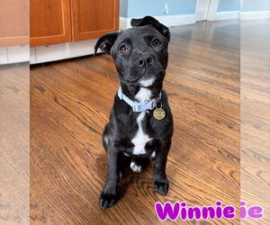 American Pit Bull Terrier Dogs for adoption in Berkeley, CA, USA