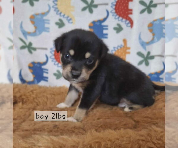 Medium Photo #2 Labrador Retriever-Unknown Mix Puppy For Sale in Royal Palm Beach, FL, USA