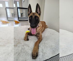 Mutt Dogs for adoption in Imlay City, MI, USA