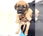Small Great Dane-Labrador Retriever Mix
