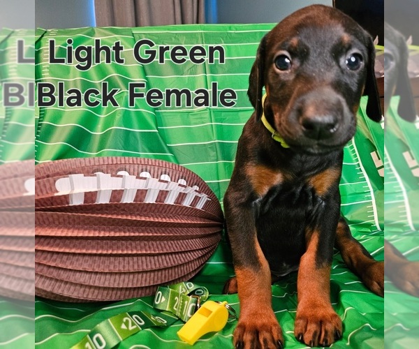 Medium Photo #14 Doberman Pinscher Puppy For Sale in CLINTON, OH, USA