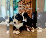 Small #2 Bernese Mountain Dog