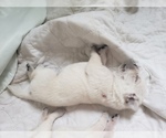 Small Photo #28 Labrador Retriever Puppy For Sale in NEW LENOX, IL, USA