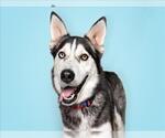 Small #2 Siberian Husky Mix