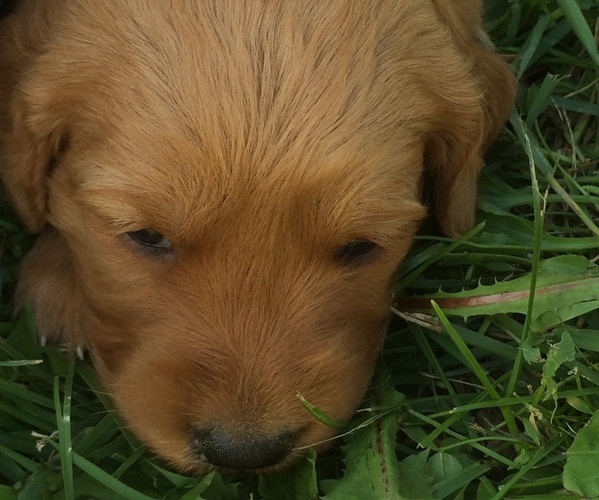 Medium Photo #9 Golden Retriever Puppy For Sale in EMBARRASS, MN, USA