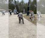 Small Photo #20 Great Dane Puppy For Sale in BOW, NH, USA