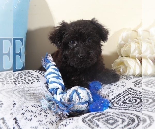 Medium Photo #1 Yorkipoo Puppy For Sale in MOUNT VERNON, OH, USA