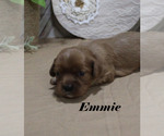 Small #9 Cavalier King Charles Spaniel