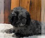 Small Photo #1 Cavapoo Puppy For Sale in DRY RUN, PA, USA