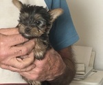 Puppy Puppy 2 Yorkshire Terrier