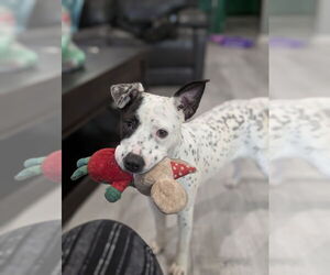 American Pit Bull Terrier-Unknown Mix Dogs for adoption in Boston, MA, USA