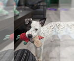 Small American Pit Bull Terrier Mix