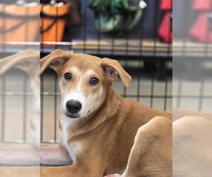 Labrador Retriever-Unknown Mix Dogs for adoption in Rosenberg, TX, USA