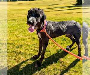 Goldendoodle Dogs for adoption in Pacolet, SC, USA