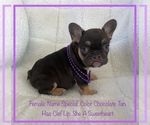 Small #3 French Bulldog