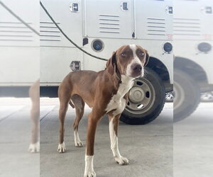 German Shorthaired Pointer-Unknown Mix Dogs for adoption in Bakersfield, CA, USA